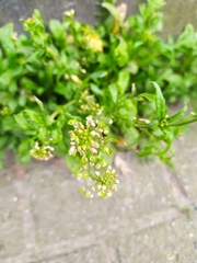 Capsella bursa-pastoris