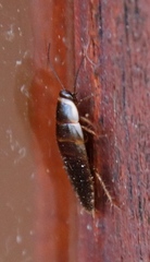 Poeciloblatta angusta