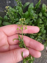 Capsella bursa-pastoris