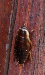 Poeciloblatta angusta
