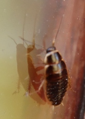 Poeciloblatta angusta