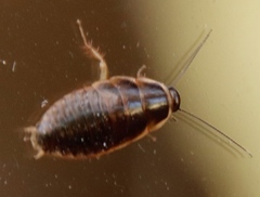 Poeciloblatta angusta