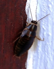 Poeciloblatta angusta