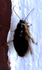 Poeciloblatta angusta