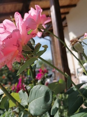 Hierodula transcaucasica