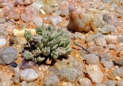 Cheiridopsis schlechteri