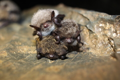 Myotis sibiricus