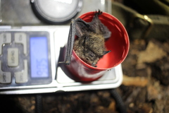 Myotis ikonnikovi