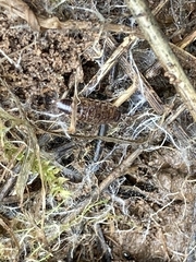 Chaetophiloscia elongata