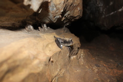 Myotis ikonnikovi