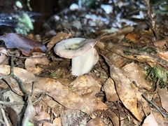 Russula roseopileata