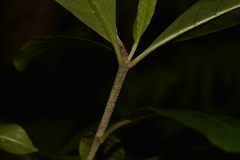 Atractocarpus benthamianus