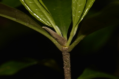 Atractocarpus benthamianus