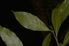 Atractocarpus benthamianus