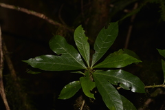 Atractocarpus benthamianus