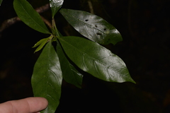 Atractocarpus benthamianus