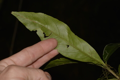 Atractocarpus benthamianus