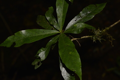 Atractocarpus benthamianus