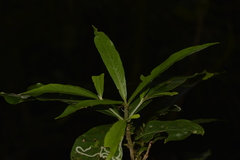 Atractocarpus benthamianus