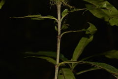 Atractocarpus benthamianus