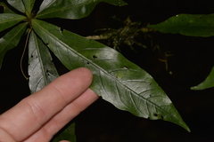 Atractocarpus benthamianus