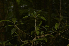 Atractocarpus benthamianus