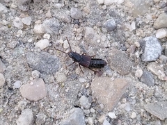 Coprophilus striatulus