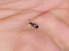 Coprophilus striatulus