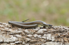 Italian Three-Toed Skink photo 2