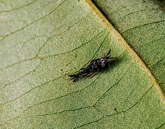 Hylicinae