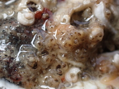 Entoprocta