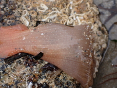Anthopleura ballii