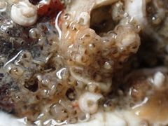 Entoprocta