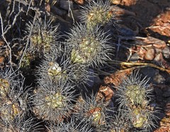 Tephrocactus alexanderi