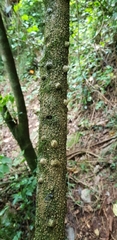 Zanthoxylum davyi