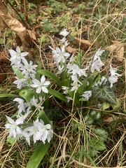 Scilla mischtschenkoana