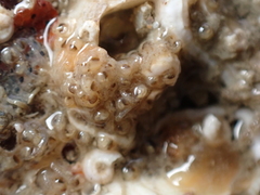 Entoprocta