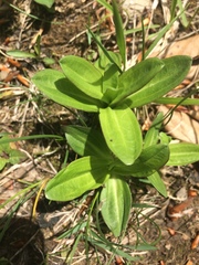 Gentiana cruciata