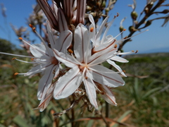 Asphodelus albus