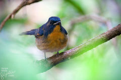 Chinese Blue Flycatcher photo 2