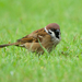 Passer montanus malaccensis - Photo (c) Sam Hambly, some rights reserved (CC BY-NC), uploaded by Sam Hambly