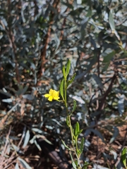Goodenia varia