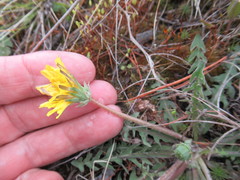Taraxacum dissectum