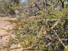 Melaleuca wilsonii