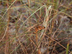 Acraea axina