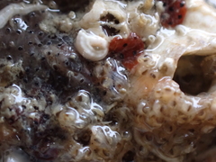 Entoprocta
