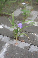 Tradescantia × andersoniana