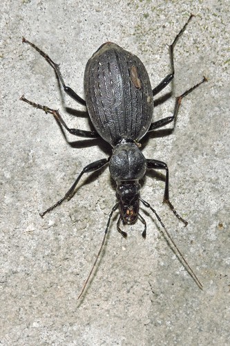セダカオサムシ属 (属 Cychrus) · iNaturalist