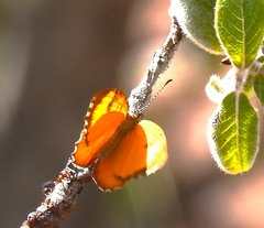 Cnodontes penningtoni