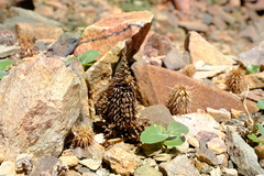 Acanthopsis disperma